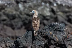 blue footed booby in natural habitat