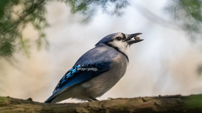 Blue jay perched on a branch with an acorn in its beak