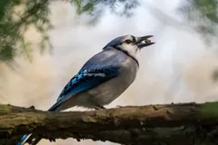 Blue Jay