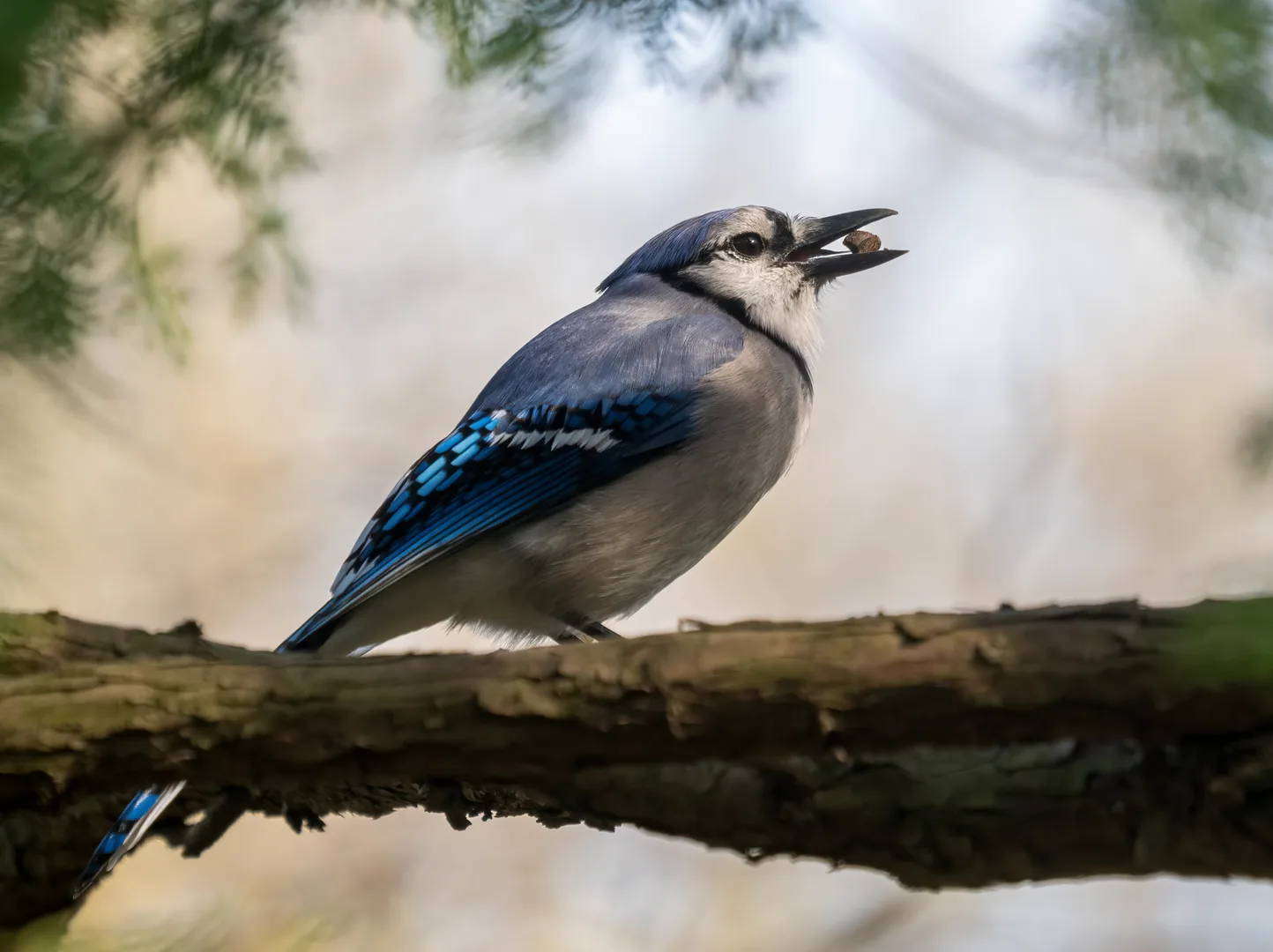 Blue Jay