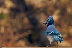 Blue jay with its crest raised, blue wings barred with black and white