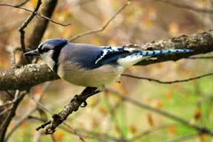 Blue jay perched among autumn twigs showing its long barred tail