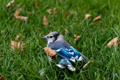 Blue jay on a lawn among fallen leaves