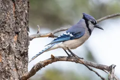 Blue jay perched on a bare branch beside a tree trunk