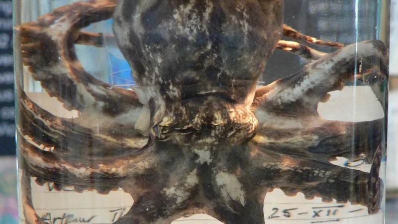 Blue-Ringed Octopus in natural habitat