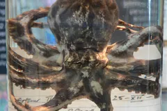 Blue-Ringed Octopus in natural habitat