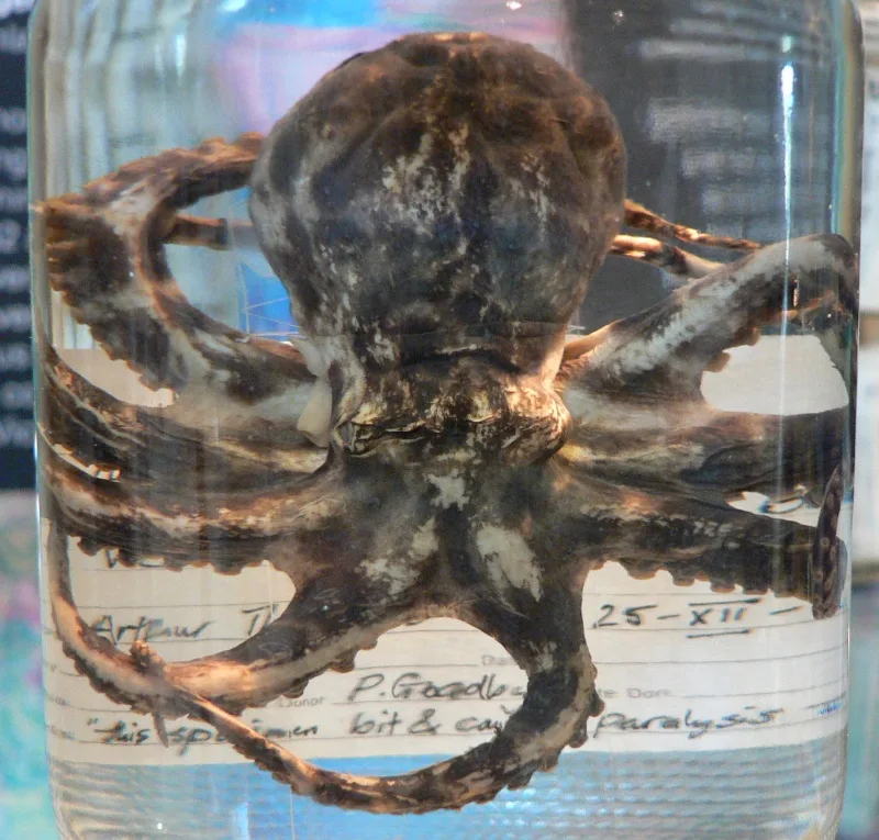 Blue-Ringed Octopus in natural habitat