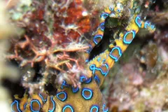 Blue-Ringed Octopus in natural habitat