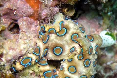 Blue-Ringed Octopus in natural habitat