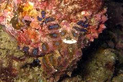 Blue-Ringed Octopus in natural habitat