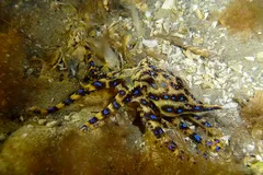 Blue-Ringed Octopus in natural habitat