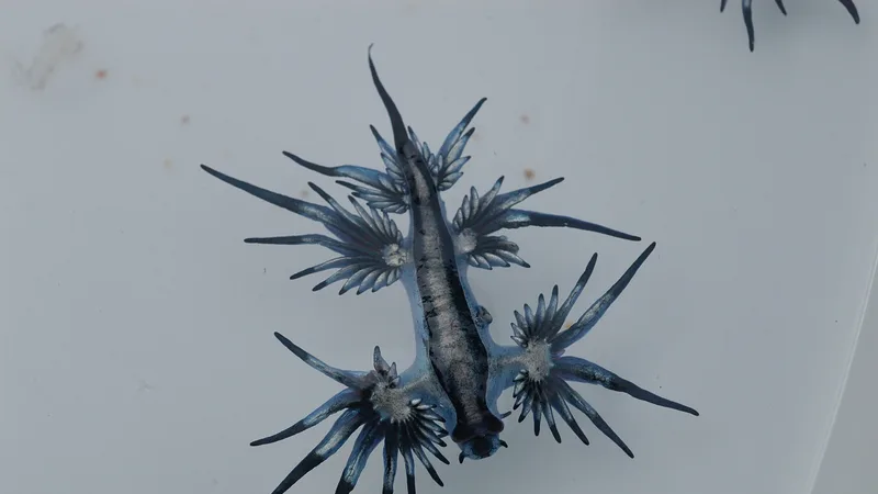 Blue Sea Dragon (Glaucus atlanticus) in ocean water