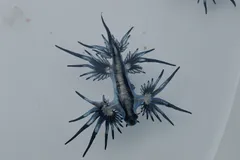 Blue Sea Dragon (Glaucus atlanticus) in ocean water