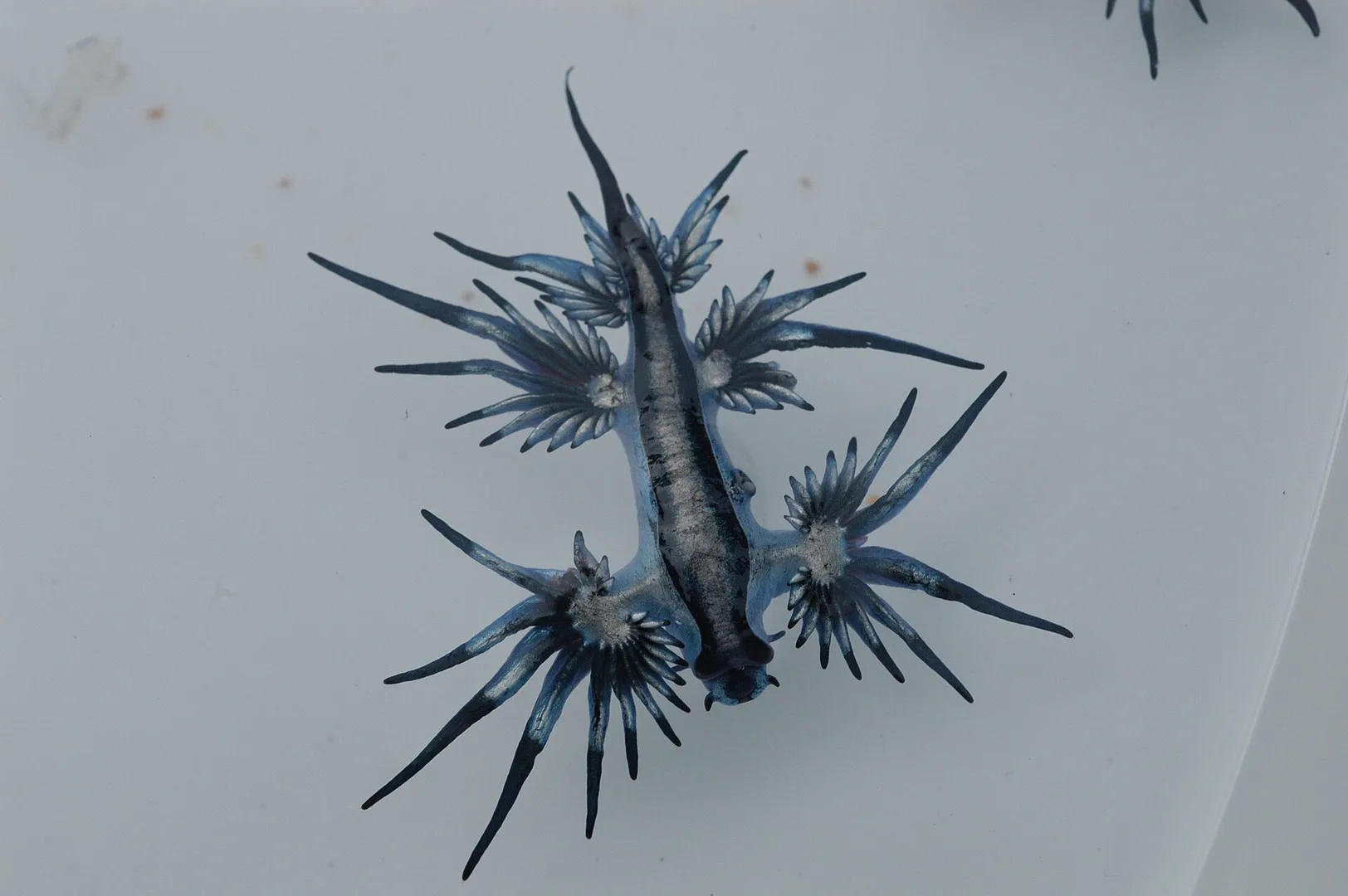 Blue Sea Dragon (Glaucus atlanticus) in ocean water