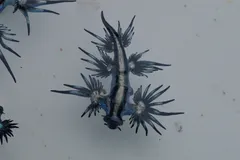Blue Sea Dragon (Glaucus atlanticus) in ocean water