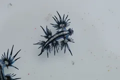 Blue Sea Dragon (Glaucus atlanticus) in ocean water