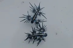 Blue Sea Dragon (Glaucus atlanticus) in ocean water