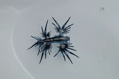 Blue Sea Dragon (Glaucus atlanticus) in ocean water