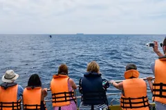 Blue Whale in natural habitat