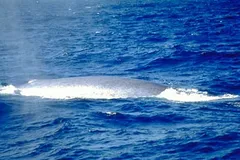 Blue Whale in natural habitat