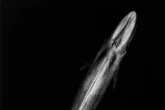 Blue Whale in natural habitat