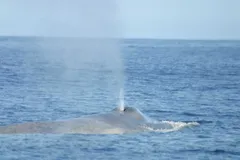 Blue Whale in natural habitat