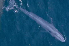 Blue Whale in natural habitat