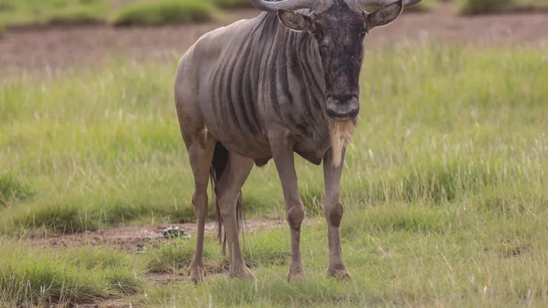 Blue wildebeest with curved horns and a dark beard standing on short green grass