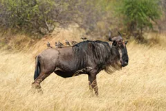 Blue wildebeest in dry grass with starlings perched along its back