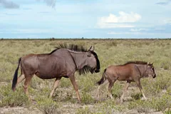 Female blue wildebeest walking across open grassland beside her tawny calf