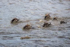 Herd of wildebeest swimming across a brown river with only their heads above water