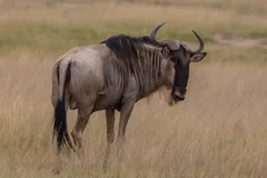 Blue wildebeest bull with dark stripes on its flanks standing in long grass