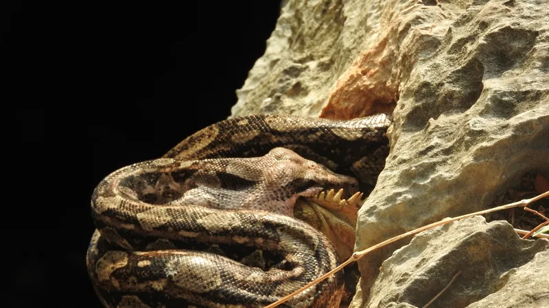 Boa constrictor coiled in a rock crevice