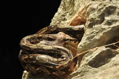 Boa Constrictor