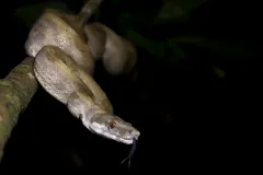 Boa constrictor draped over a branch at night, tongue out