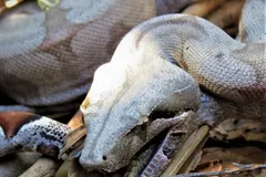 Close view of a boa constrictor head resting on its coils
