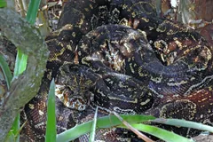Boa constrictor coiled among leaf litter and grass blades