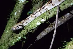 Boa constrictor stretched along a mossy branch at night