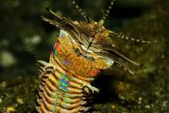 Sand Striker (Eunice aphroditois)