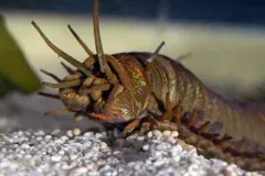 Este increíble animal es un gusano de las profundidades oceánicas y mares, el cual su apariencia nos