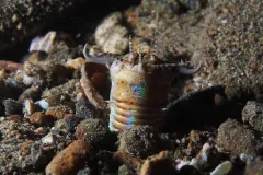 Anilao, Philippines - Bobbit worm (Eunice aphroditois)