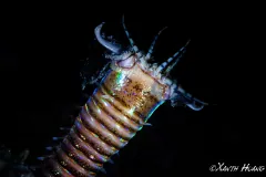 face of Bobbit worm