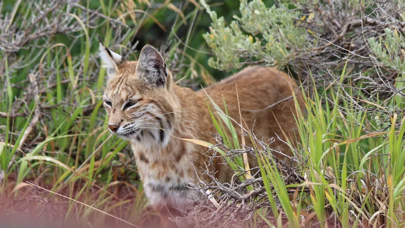 Spotted bobcat with ear tufts and a short tail standing beside tall green grass