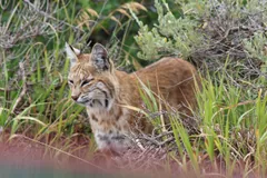 Bobcat