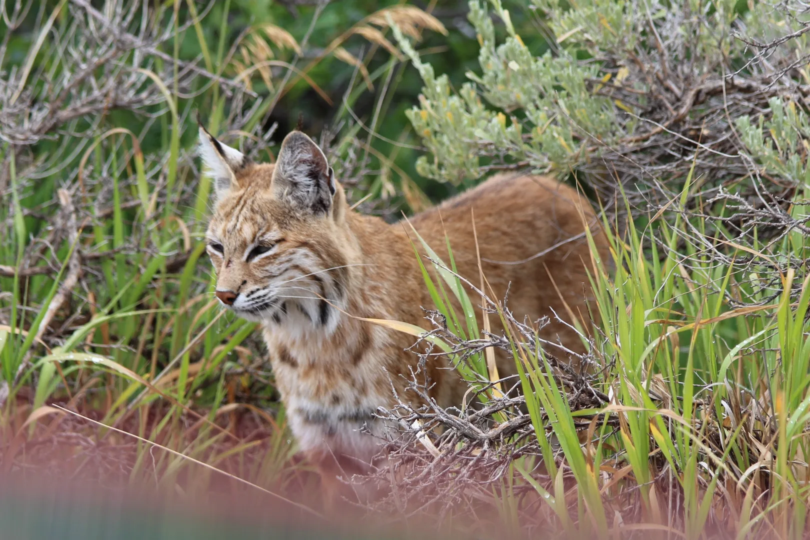 Spotted bobcat with ear tufts and a short tail standing beside tall green grass