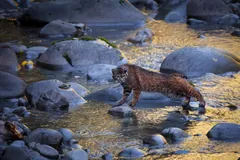 Spotted bobcat stepping across rocks in a shallow, clear stream