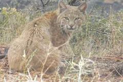 Bobcat sitting in dry grass and brush, looking straight ahead