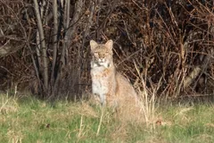 Bobcat sitting alert on a grassy verge in front of bare shrubs