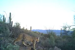 Spotted tan bobcat walking down a rocky desert slope among cacti