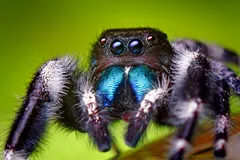 Bold Jumping Spider